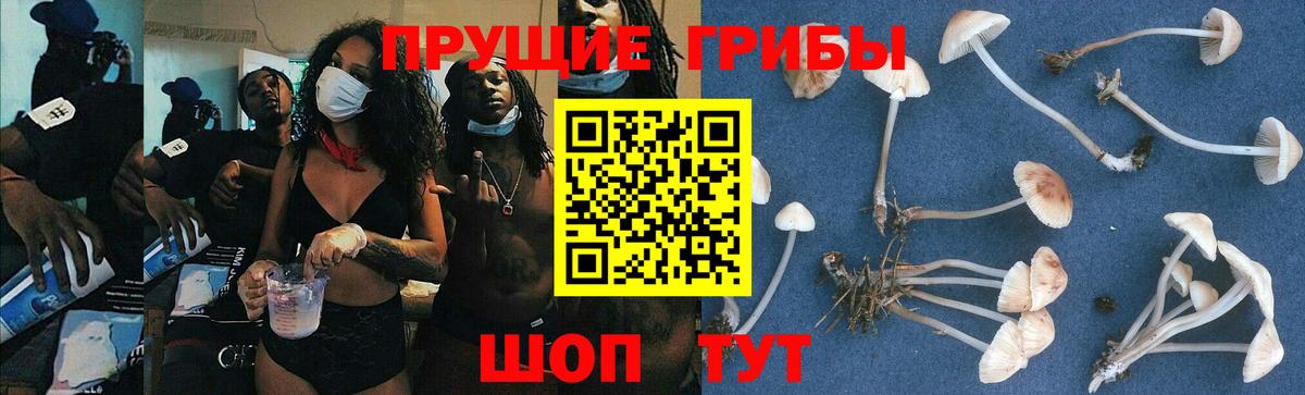 Галлюциногенные грибы мухоморы Новозыбков